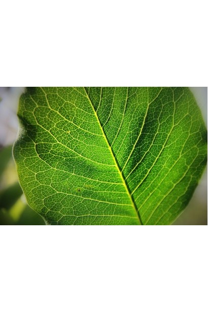 Зелене листя магнолії Wildcat з чітко вираженими жилками.